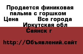 Продается финиковая пальма с горшком › Цена ­ 600 - Все города  »    . Иркутская обл.,Саянск г.